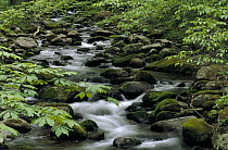 Cascading stream, Great Smoky Mountains National Park, North Carolina