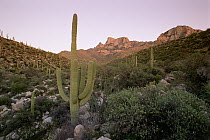 Saguaro (Carnegiea gigantea) cactus at dawn, Organ Pipe Cactus National Monument, Arizona