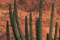 Saguaro (Carnegiea gigantea) cactus, Organ Pipe Cactus National Monument, Arizona