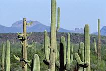 Saguaro (Carnegiea gigantea) cactus field, Organ Pipe Cactus National Monument, Arizona