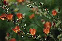Desert flowers, Organ Pipe National Monument, Arizona