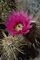 Flowering cactus, Organ Pipe National Monument, Arizona