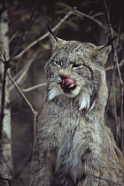Canada Lynx (Lynx canadensis) licking its lips, North America