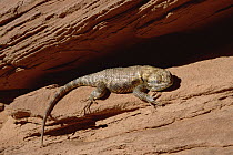 Desert Spiny Lizard (Sceloporus magister) sunning on rock, Monument Valley National Monument, Arizona