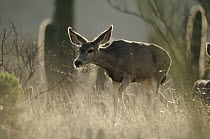 Mule Deer (Odocoileus hemionus) female walking through tall grass, Saguaro National Monument, Arizona