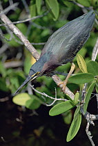 Green Heron (Butorides virescens) hunting, Florida
