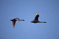 Tundra Swan (Cygnus columbianus) pair flying, Mattamuskeet National Wildlife Reserve, North Carolina