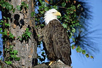 Bald Eagle (Haliaeetus leucocephalus) in tree, Mattamuskeet National Wildlife Reserve, North Carolina