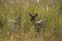 Key Deer (Odocoileus virginianus clavium) female in dewy grass, Corkscrew Swamp, Florida