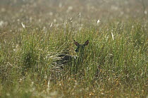 Key Deer (Odocoileus virginianus clavium) female in dewy grass, Corkscrew Swamp, Florida