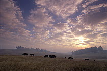 American Bison (Bison bison) herd grazing on prairie at sunset, South Dakota