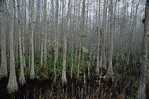Bald Cypress (Taxodium distichum) trees in Corkscrew Swamp, Everglades National Park, Florida