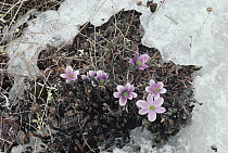 Tundra flowers growing through melting snow, arctic Alaska
