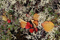 Detail of tundra lichen, Alaska