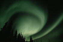 Aurora borealis over forest, Alaska