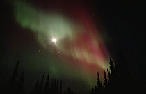 Aurora borealis showing the North Star and Big Dipper, Alaska