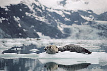 Spotted Seal (Phoca largha) resting on ice floe, Alaska