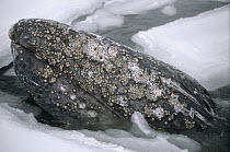 Gray Whale (Eschrichtius robustus) trapped by early freeze up, Alaska