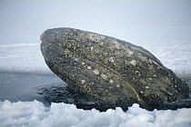 Gray Whale (Eschrichtius robustus) trapped by early freeze up, Alaska