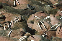 Pacific Walrus (Odobenus rosmarus divergens) group, Round Island colony, Alaska