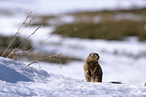 Arctic Ground Squirrel (Spermophilus parryii) on snowy ground, Alaska