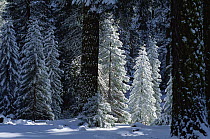 Giant Sequoia (Sequoiadendron giganteum) forest in winter, King's Canyon National Park, California