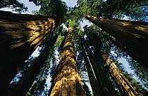Giant Sequoia (Sequoiadendron giganteum) forest, King's Canyon National Park, California