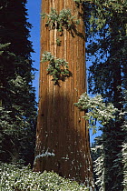 Giant Sequoia (Sequoiadendron giganteum) with dusting of snow, King's Canyon National Park, California