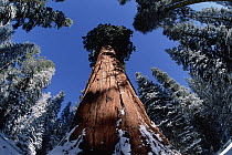 Giant Sequoia (Sequoiadendron giganteum), General Sherman tree in Sequoia National Park, California