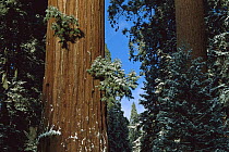 Giant Sequoia (Sequoiadendron giganteum) with a dusting of snow, King's Canyon National Park, California