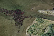 Sockeye Salmon (Oncorhynchus nerka) school spawning, Lake Clark National Park and Preserve, Alaska