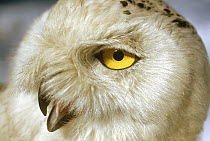 Snowy Owl (Nyctea scandiaca) portrait, North America