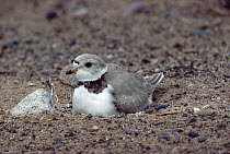 Piping Plover (Charadrius melodus) incubating eggs on ground, North America