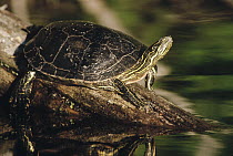 Painted Turtle (Chrysemys picta) sunning on a log, Minnesota