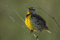 Western Meadowlark (Sturnella neglecta) singing, South Dakota