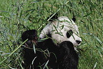 Giant Panda (Ailuropoda melanoleuca) eating bamboo, native to Asia