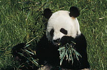 Giant Panda (Ailuropoda melanoleuca) eating bamboo, native to Asia