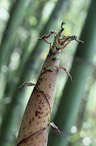 Bamboo (Dendrocalamus sp) tip of fast growing shoot, China
