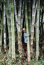 Bamboo (Dendrocalamus sp) forest with boy, Nepal