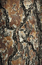 Red Pine (Pinus resinosa) bark, Minnesota