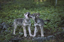 Timber Wolf (Canis lupus) pups play flighting, Minnesota