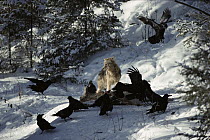 Timber Wolf (Canis lupus) feeding on carcass with Common Raven (Corvus corax) group, Minnesota