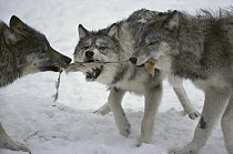 Timber Wolf (Canis lupus) trio tugging on hide, Minnesota