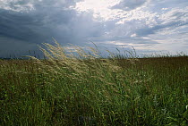 Tallgrass prairie under stormy skies, South Dakota
