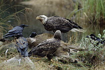 Bald Eagle (Haliaeetus leucocephalus) pair with Common Raven (Corvus corax) group feeding on deer carcass, Minnesota