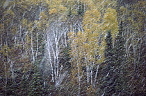 First snow over birch trees, Northwoods, Minnesota