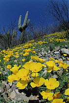 Mexican Golden Poppy (Eschscholzia glyptosperma) field with Saguaro (Carnegiea gigantea) cactus, Organ Pipe Cactus National Monument, Arizona