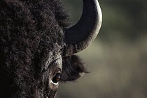 American Bison (Bison bison) face, Custer State Park, South Dakota