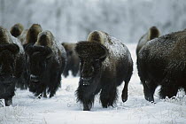 American Bison (Bison bison) herd in winter, Blue Mounds State Park, Minnesota