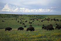 American Bison (Bison bison) herd of adults and calves on tallgrass prairie, South Dakota